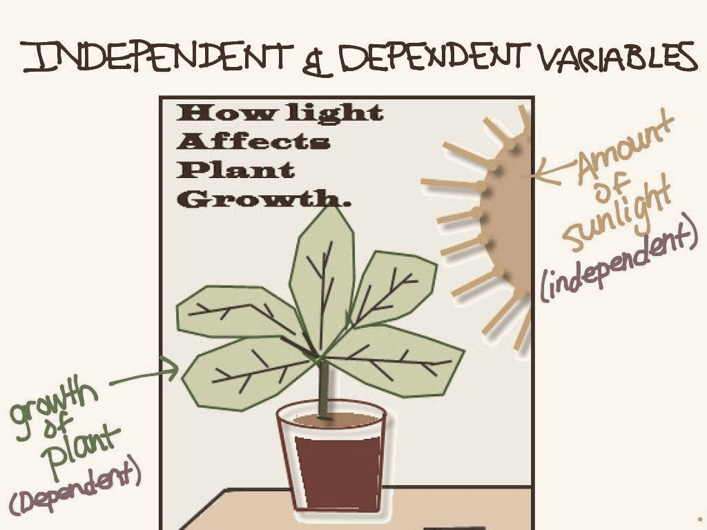 Sketch showing how light affects plant growth